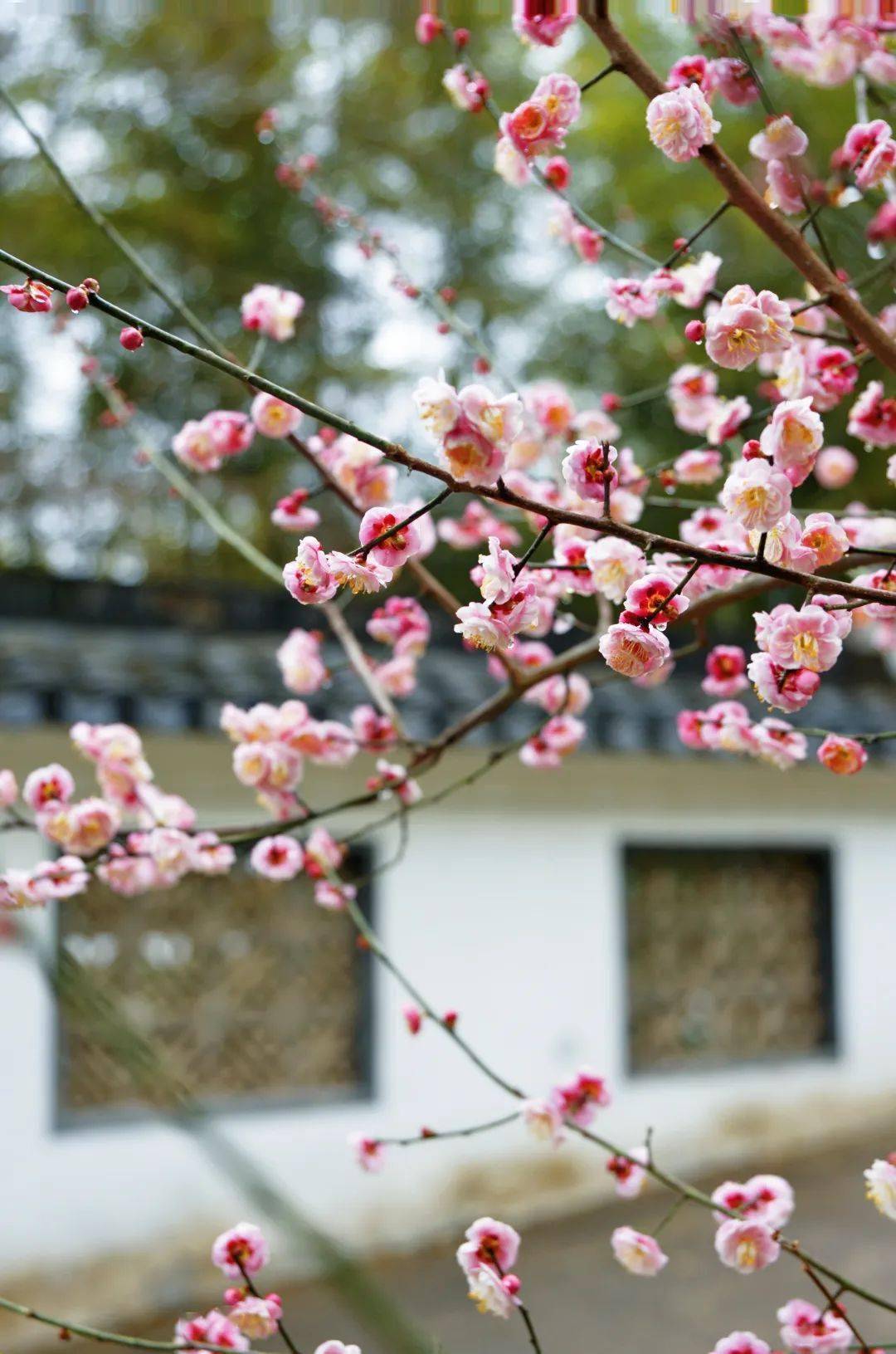 公园_花香_珍珠泉风景区