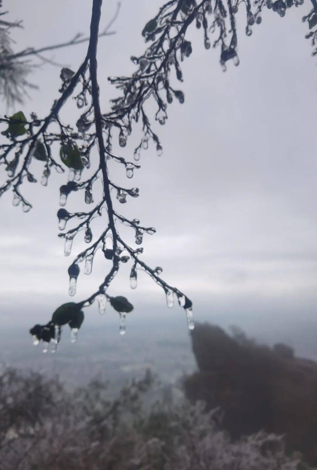 关于冻雨知识普及与安全提示_天气_温度_气温