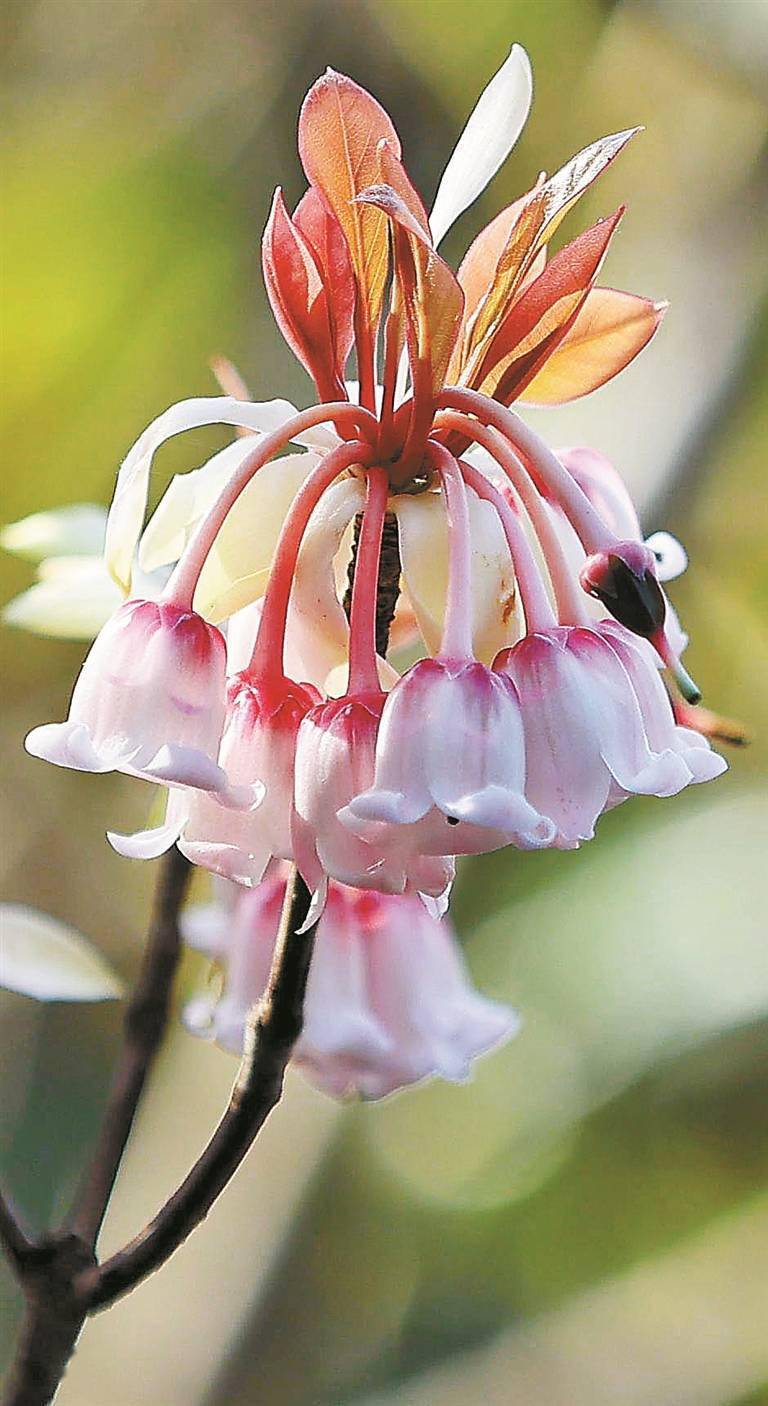 吊钟花怒放梧桐山 预计花期可持续到本月底_金钟花_花儿_花海