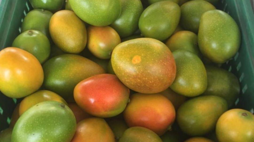 the company says the peach-sized fruit has enjoyed exceptional