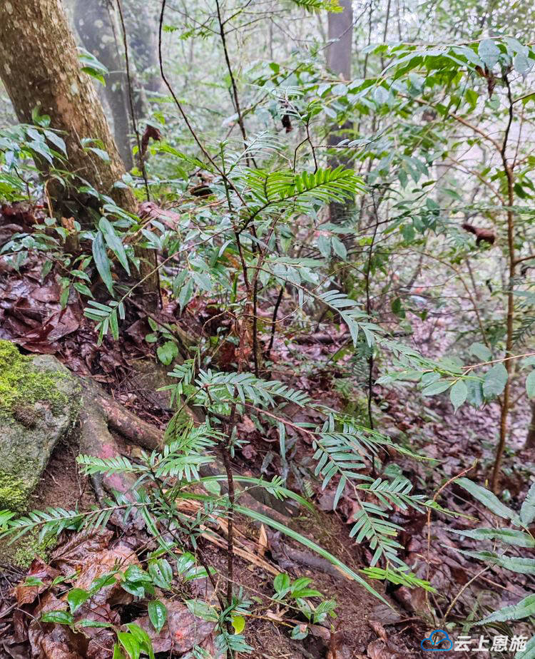 咸丰:开展国家重点保护植物红豆杉野生种群原生境保护与修复项目考察