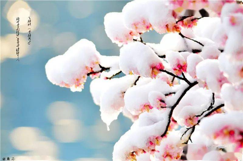 一年复始,万象更新,于此春木之气始至,东风蓄满了梅子色.眼下,正