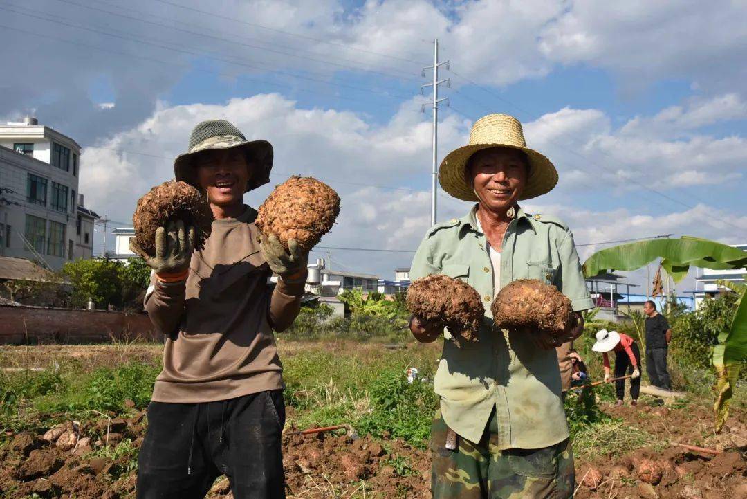 公司2020年开始种植魔芋,双江县得天独厚的地理环境很适合魔芋生长