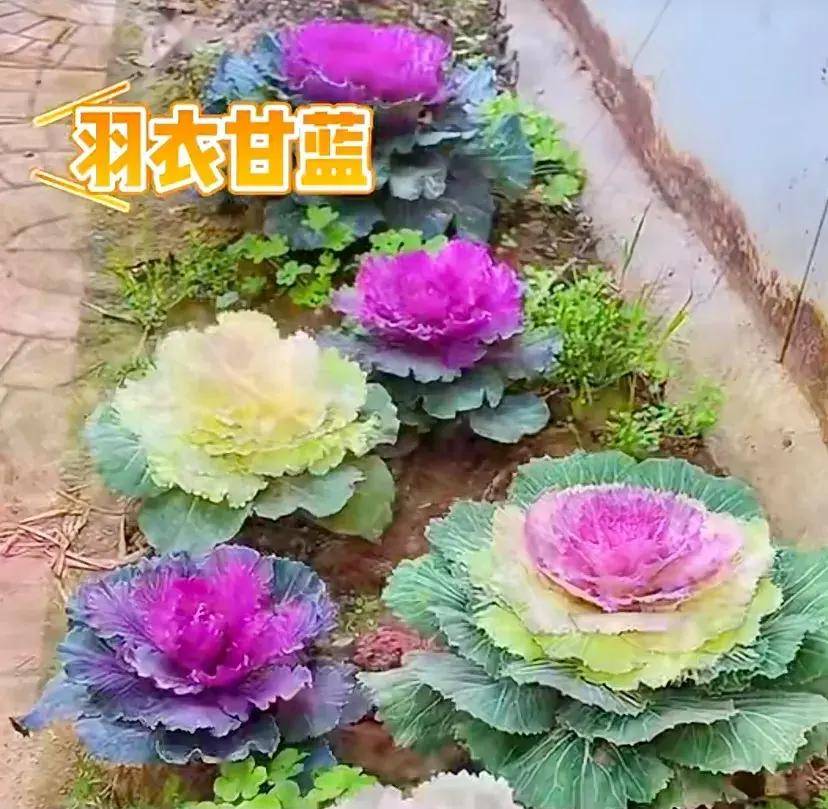 幼儿园花包菜有多高图片