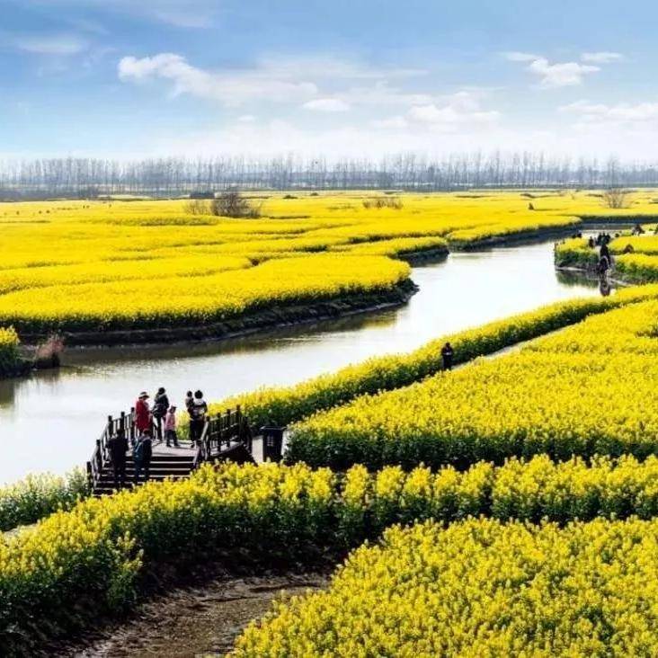 【烟花三月下扬州】春风十里扬州路,扬州瘦西湖,兴化千岛垛田油菜花&