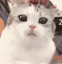 抖音热门表情包:果然是肾虚_公众_il_熊猫头