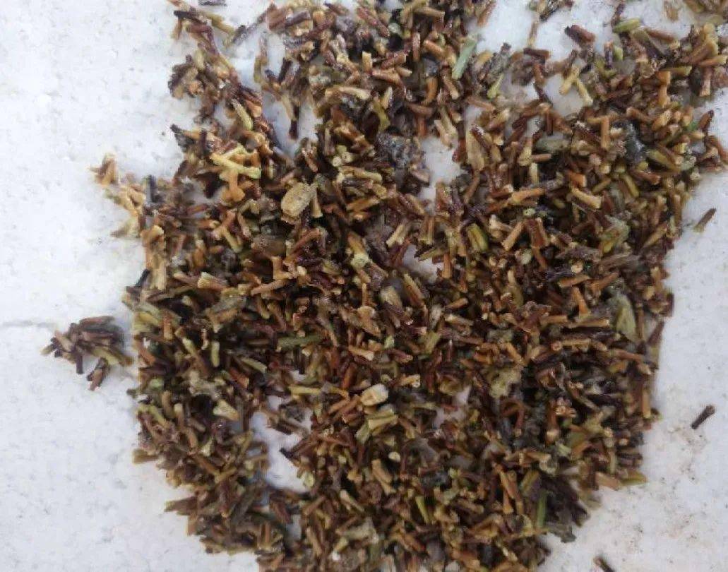 开花_水果_种子