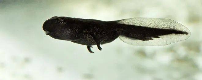 全萧山的家长都在找它?结果却尴尬了!千万别弄错→_蝌蚪_来源_黑色