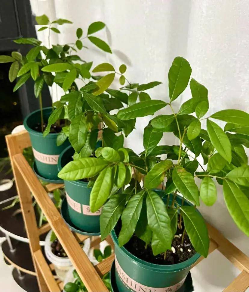 之前我们分享了沙糖桔的种子盆栽,花生水培,牛油果水培,今天终于轮到