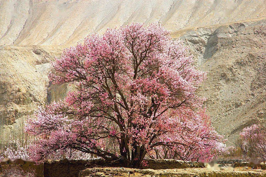 2024小车游系列 杏运塔莎—帕米尔杏花 塔莎古道7日_喀什_门票_费用