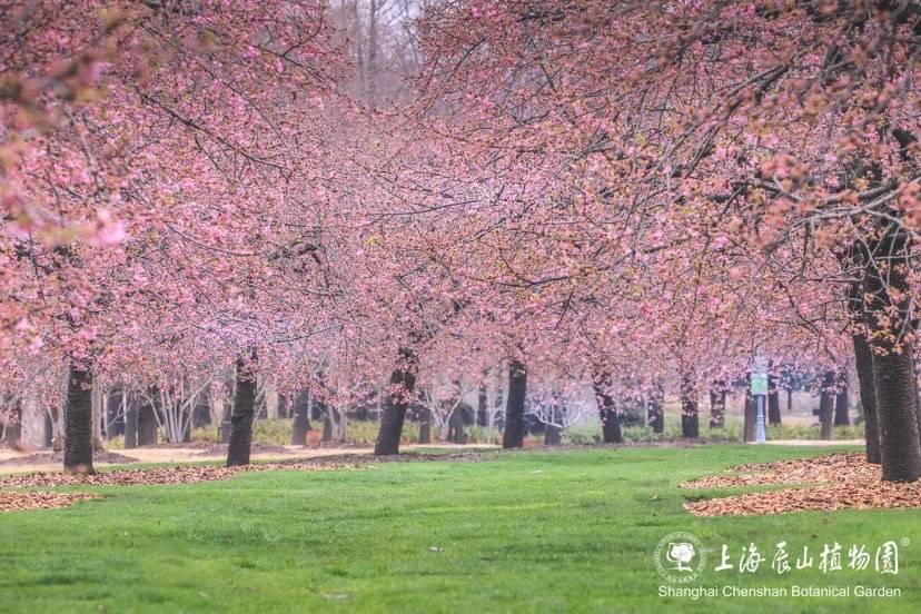 元宵节上海:植物园升起浪漫"粉云" 樱花蓄势待开_河津_年份_速度