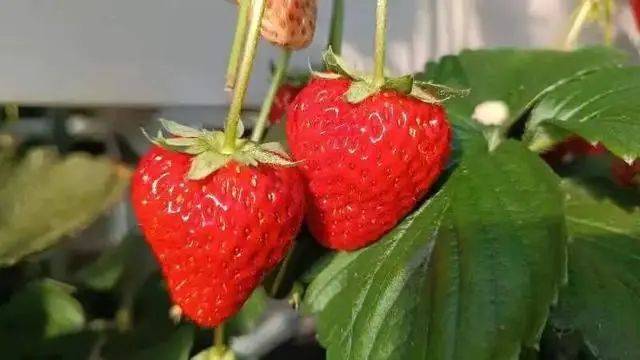 共享"莓"好时光,第五届昌平草莓节热闹开集_中国_温泉_辛庄村