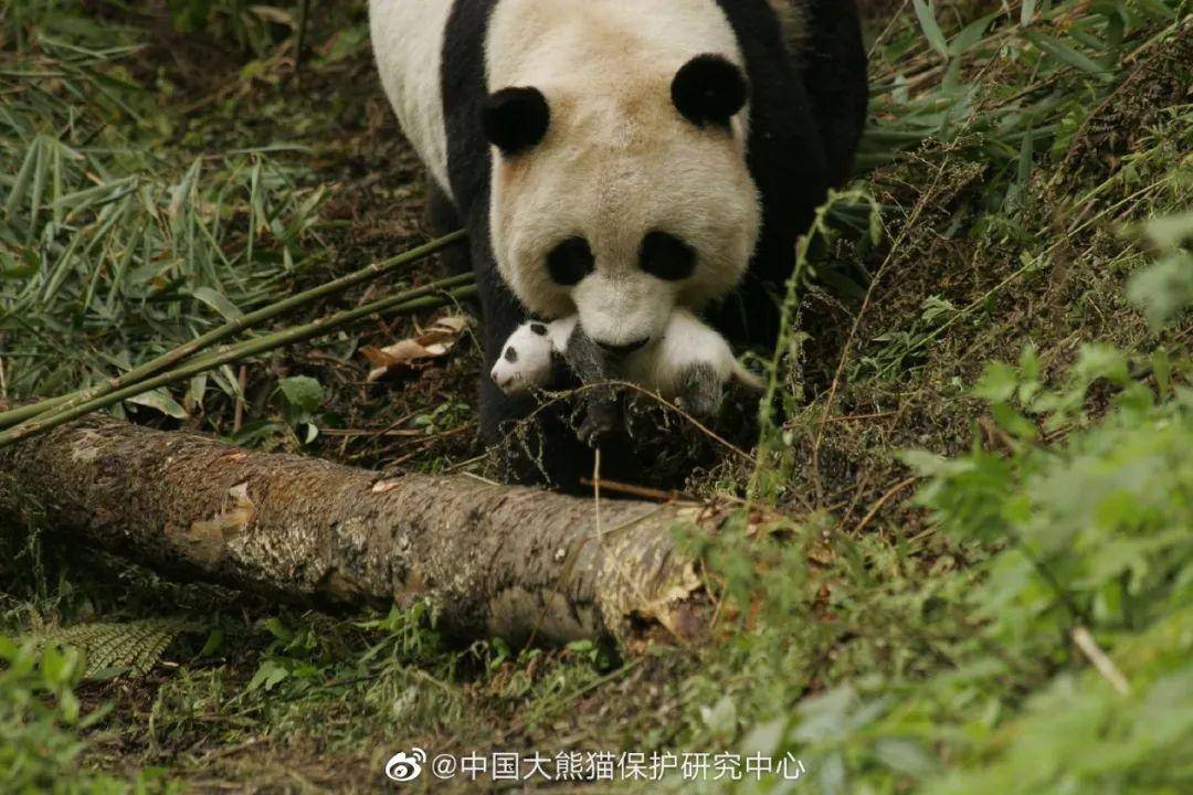 大熊猫的天敌是谁图片