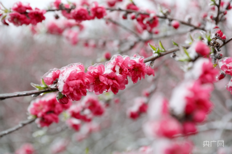 (央广网发 杨梅 供图)游客雪中赏桃花(央广网发 杨梅 供图)雪映桃花