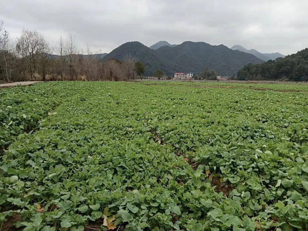 黄坛乡:用"乡"字绘就乡村振兴最大"同心圆"_文化_新乡_农村