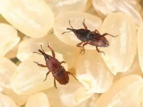 在线给你科学支招→_米虫_网络_来源