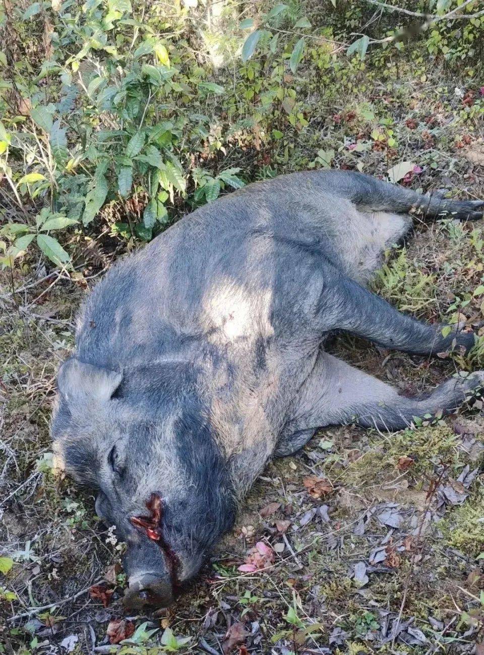 腾冲:圈养种猪"越狱"成功,山间"放养"400斤,还长出了獠牙……_野猪
