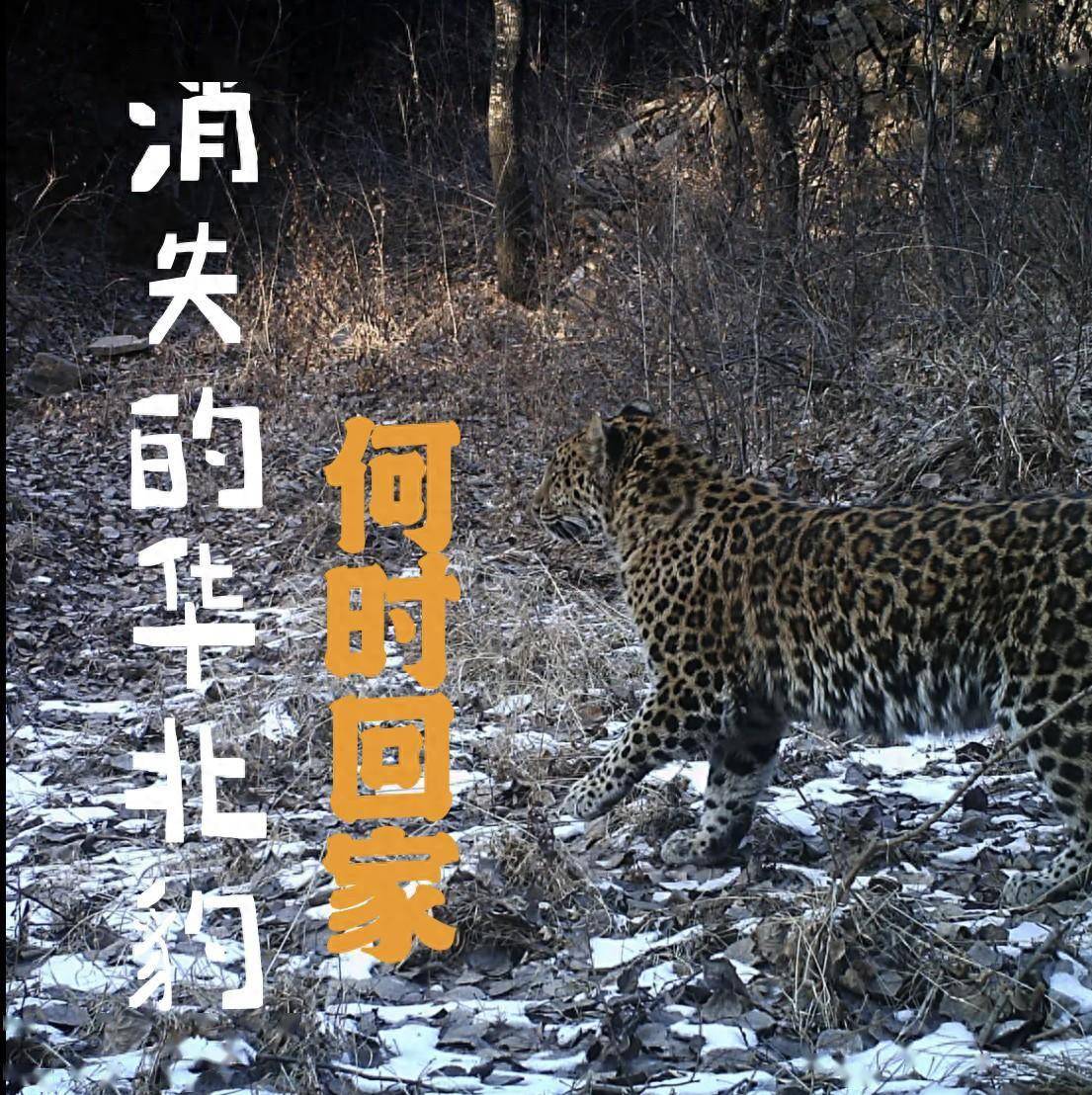 这是国内首次发现的东北虎"猎杀"东北豹事件.