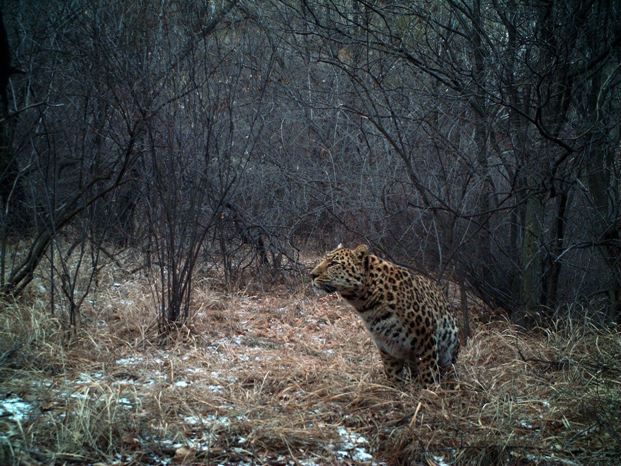 让华北豹沿太行山脉和燕山山脉自然扩散,重回北京老家(华北豹的模式