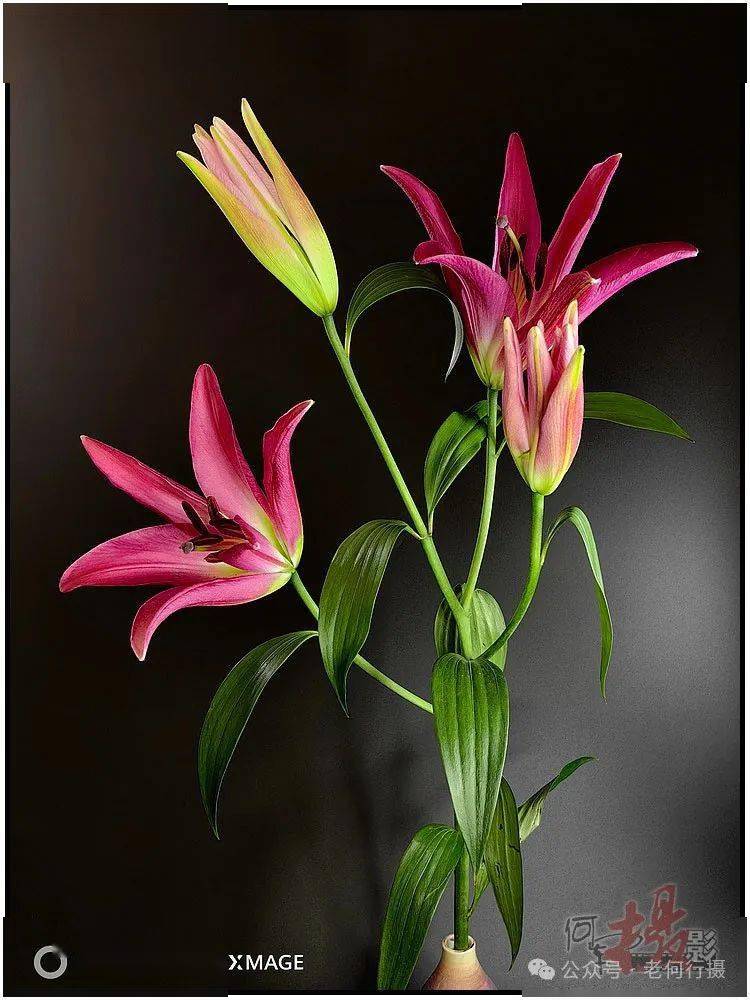 【图集】可爱的一枝百合花(低调)_祝福_诱惑_背景