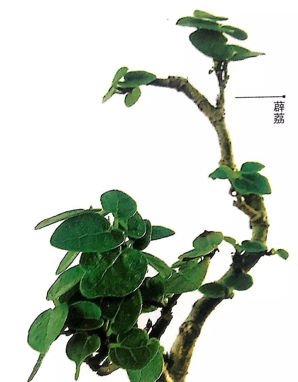 凤尾竹盆景凤尾竹系禾本科多年生植物,以矮而细的秆和小型叶区别于竹