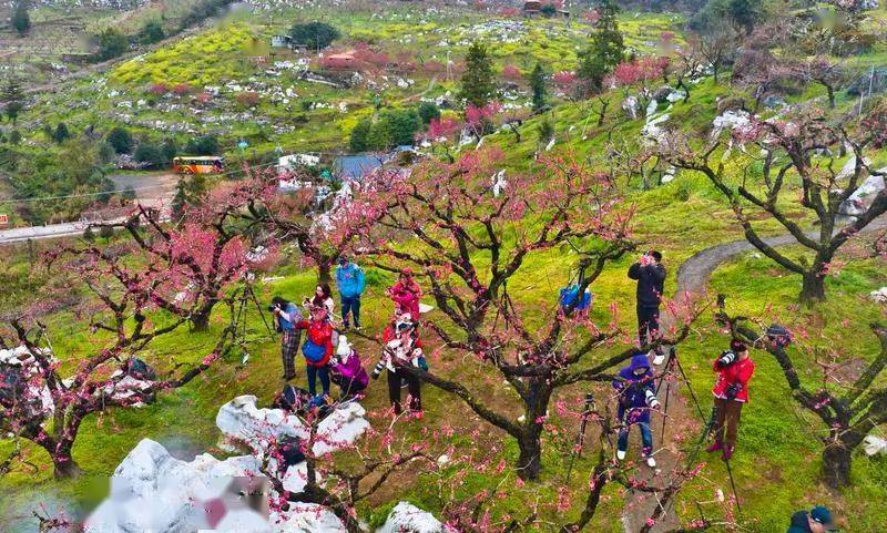 "美丽经济"借"花"绽放_连平_发展_旅游