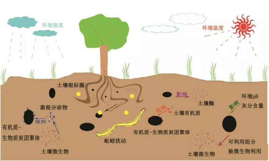 科普| 农田土壤有机碳的来源与组成_微生物_植物_动物