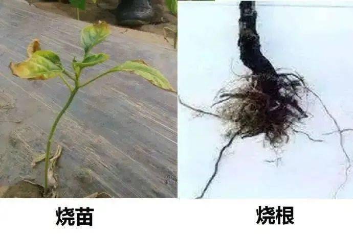 秧苗_浓度_根系