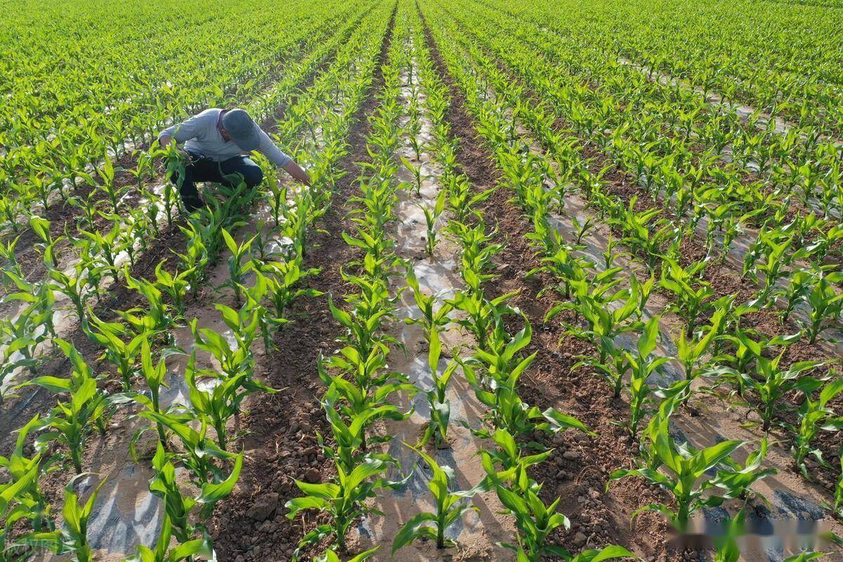 滴灌玉米超高产栽培技术要点_进行_收获_灌溉