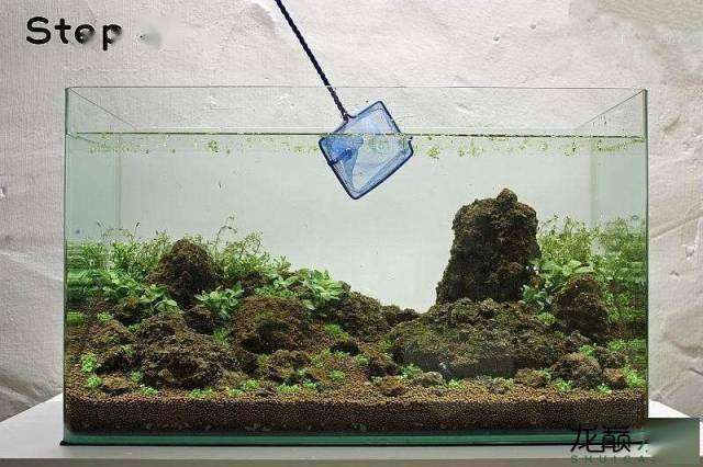 21步完成开缸,精确指导草缸小白入坑_水草_种植_造景