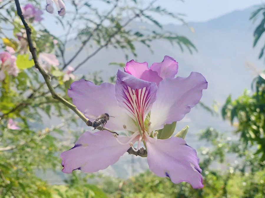 味蕾之上,尽是春日奢香舌尖徜徉春风里……刺菜,刺白花,树花,蕨菜变成