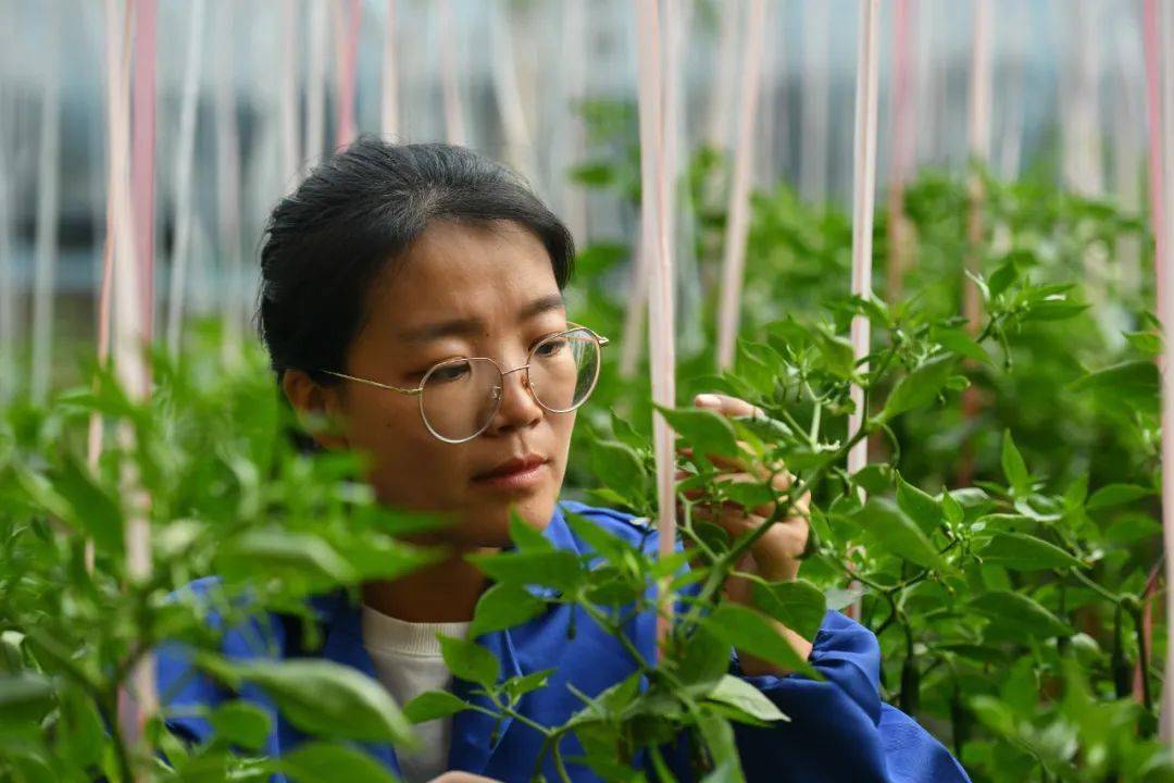 优秀青年事迹展播|肃宁县巾帼新农人67张莎莎_种苗_工作_平台