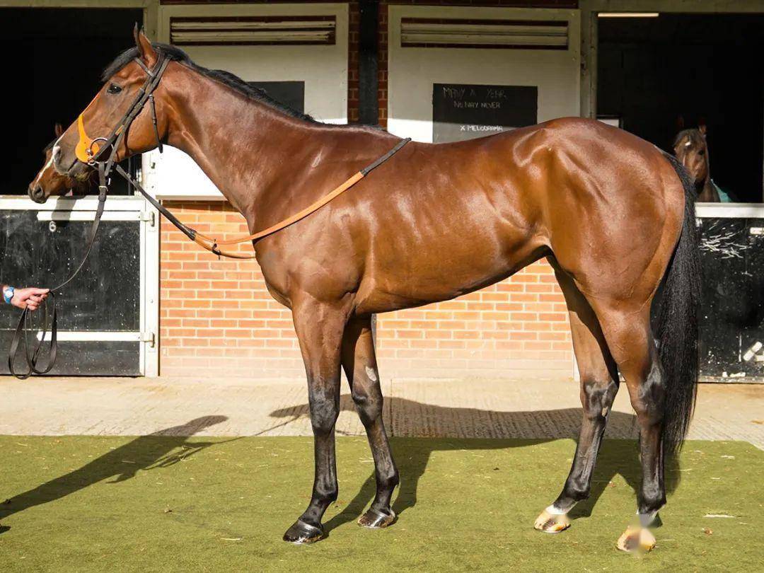 这匹"摘星勇骥"子嗣将在中国出售_澳洲_编号_下图