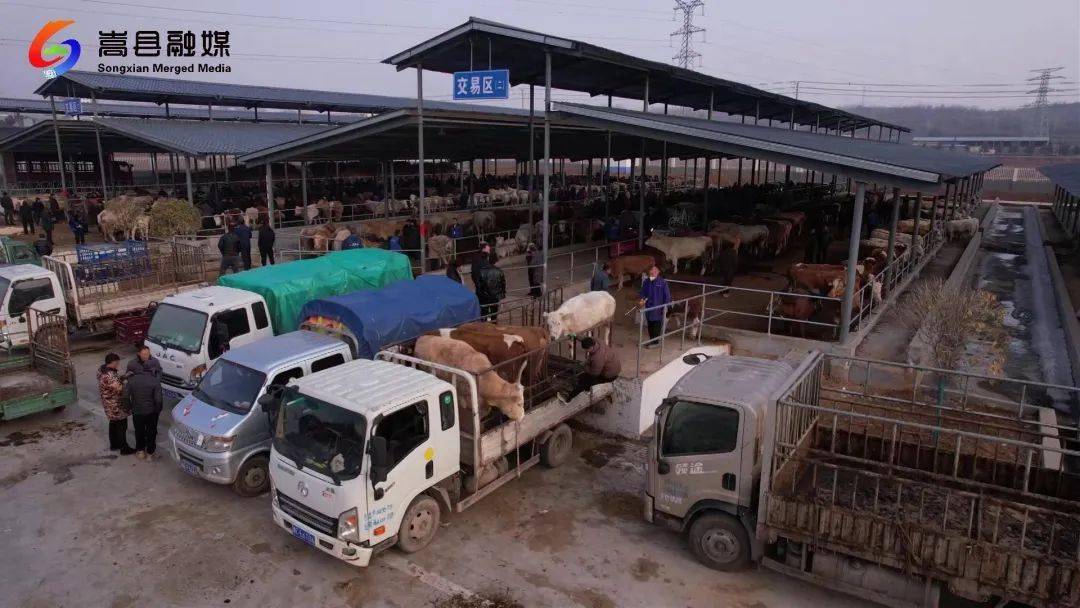 闫庄镇:龙年牛市最大集 成功交易五百头_黄牛_中原_市场