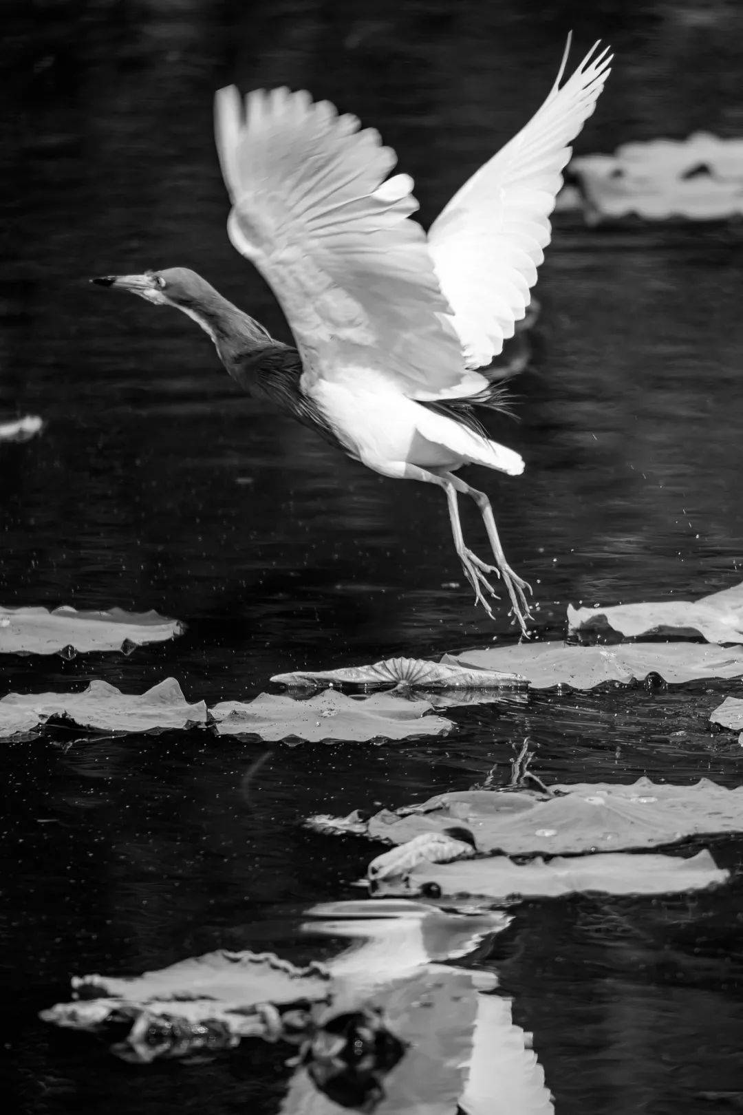鸟类_周滨_张鑫林