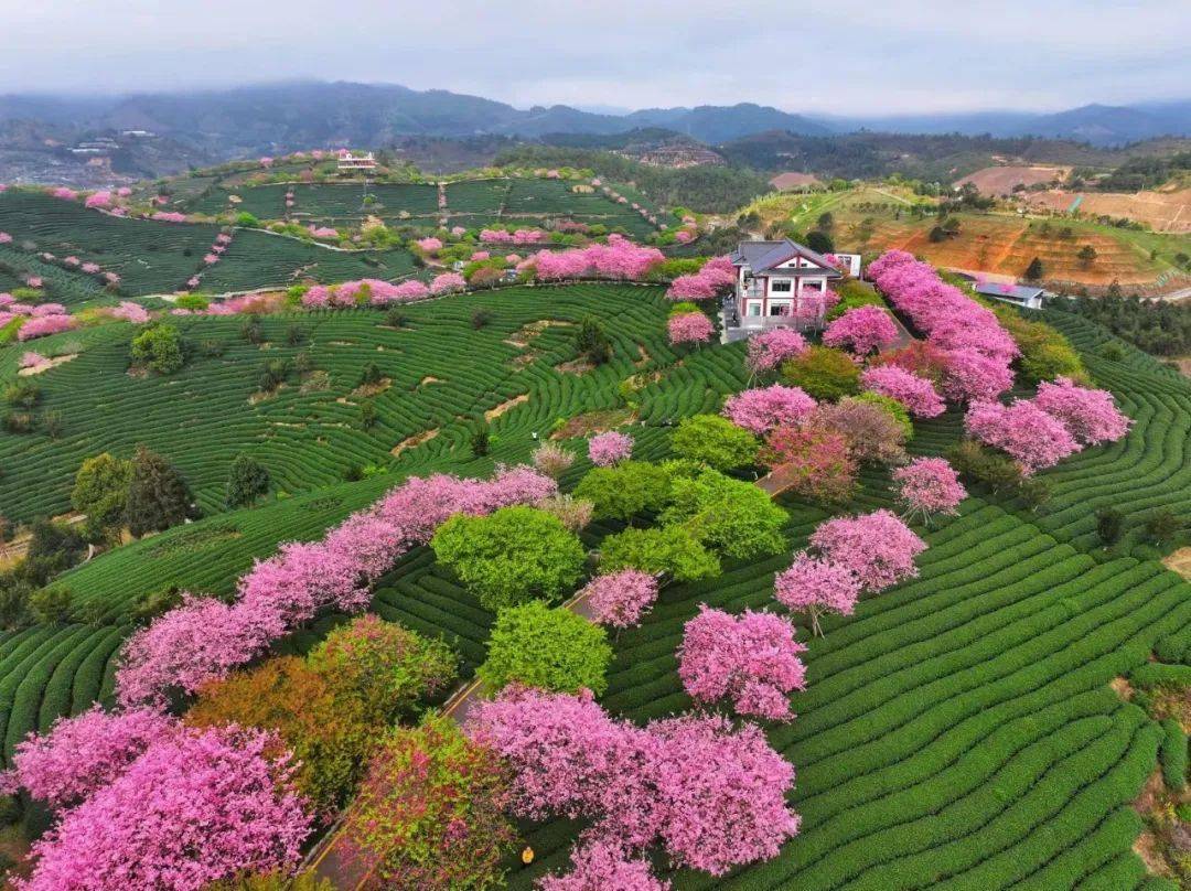 @龙岩人,错过要再等一年 | 永福樱花,迎来巅峰时刻!_粉色_赏樱_随风