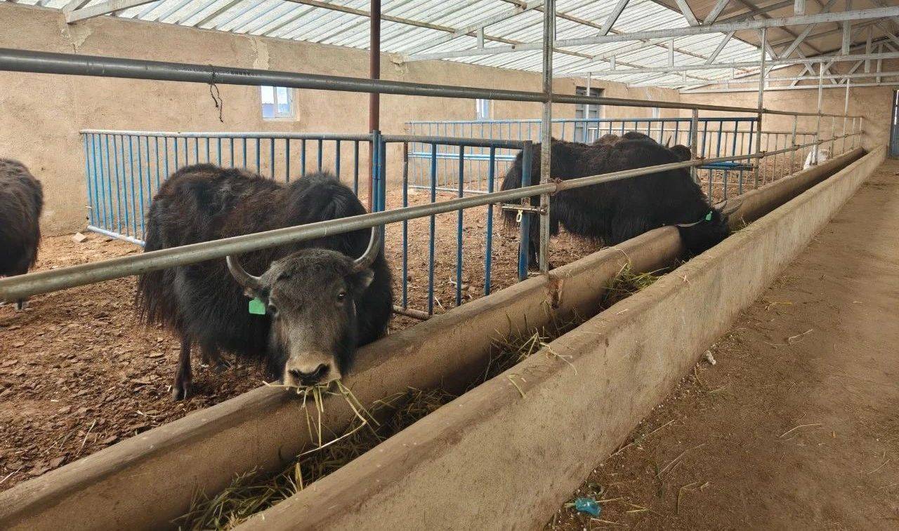 适配牛数,设施化程度和区域范围等基本情况后,才让三智说服合作社成员