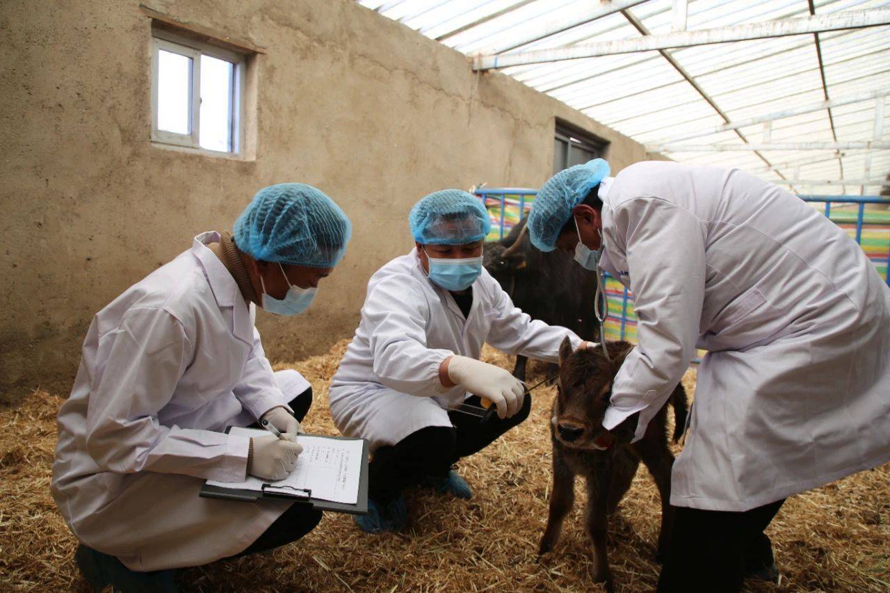 据同仁市畜牧兽医站副站长李加斗拉介绍,该项目筛选了进口奶牛娟姗牛