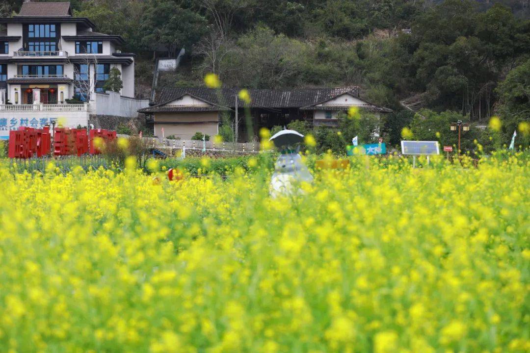 永泰梧桐油菜花图片