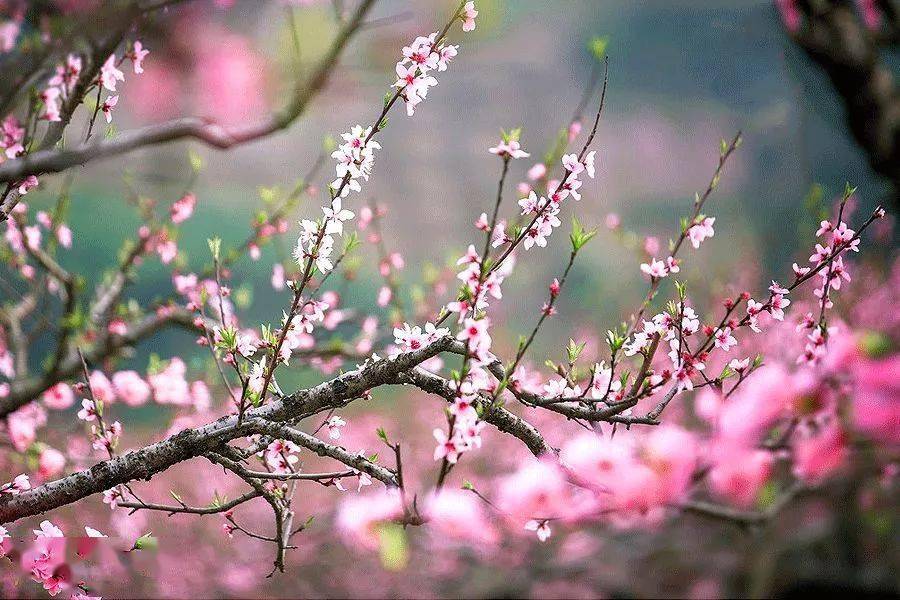 关于春天的成语,带孩子一起学习吧,写作用得上_释义_出处_ch