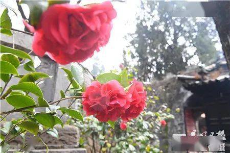 从一朵花"读懂"昆明_城市_南山_历史