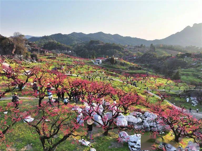 河源哪里有赏花景点图片