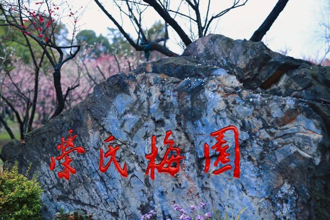 无锡梅园赏梅花,保姆级攻略来啦!_景区_路线_品种