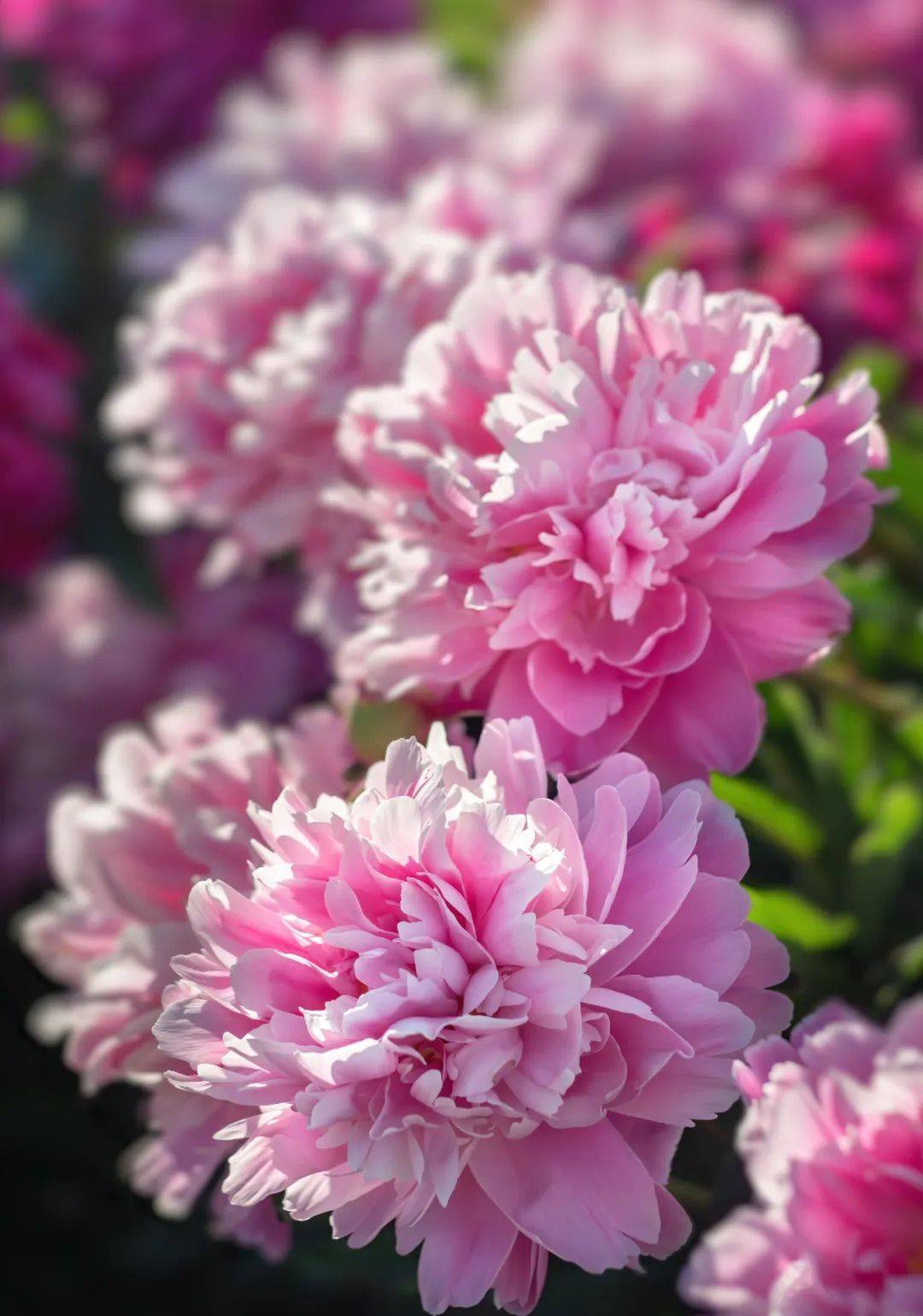 和平的象征,早春赏牡丹,花开惹人醉,牡丹花是富贵花,椿人是富贵人!