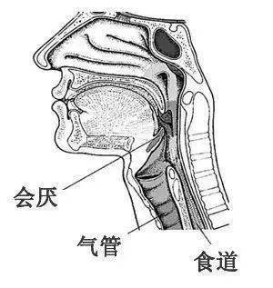 会厌的位置正面观图图片