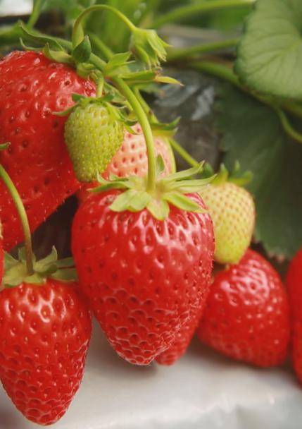 在兴寿镇辛庄村礼堂暨第五届昌平草莓节第十届"北京草莓之星"评选北京