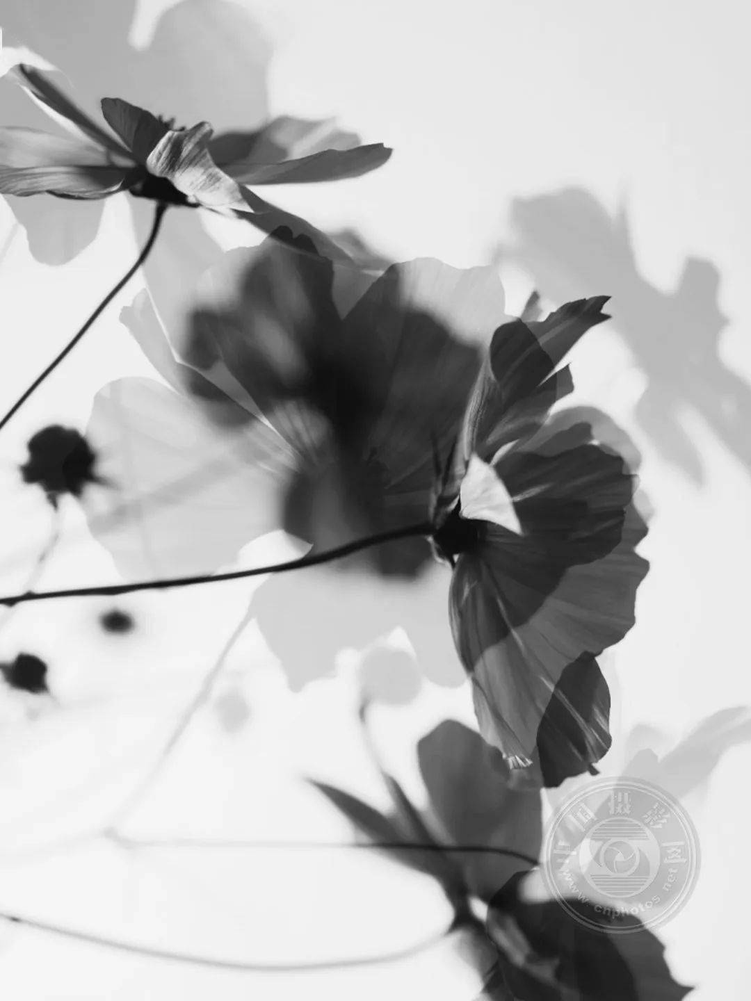 业余组 | 2023年国际黑白摄影大奖赛(67艺术类)获