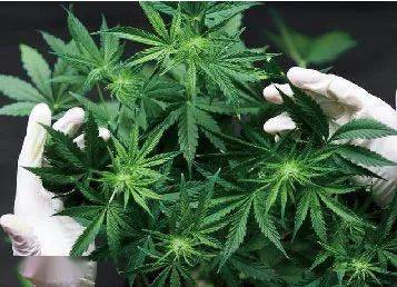 规定_毒品_冰毒