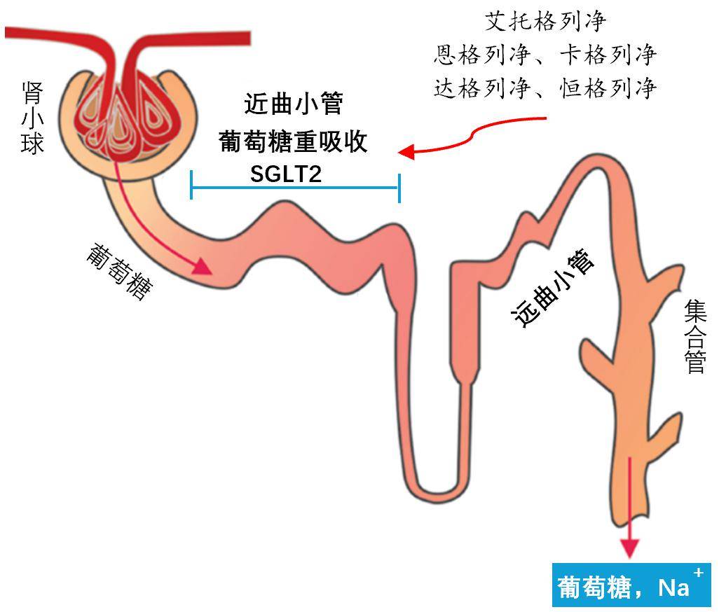 然后又100%通过肾小管上的钠