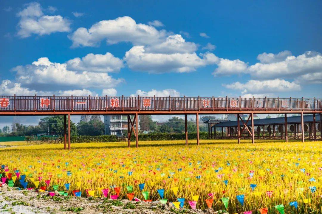 喜报| 南湖区余新镇建丽农场共富工坊喜获省级荣誉!